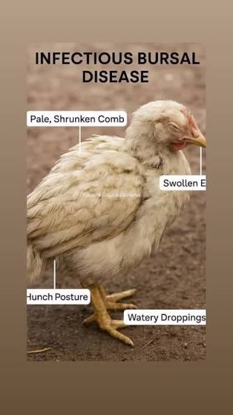 GUMBORO DISEASE: PROTECTING POULTRY BEFORE IT STRIKES